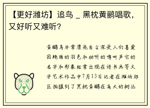 【更好潍坊】追鸟 _ 黑枕黄鹂唱歌，又好听又难听？
